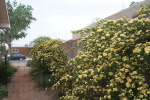 2208 Frederick PL NW Xeriscape